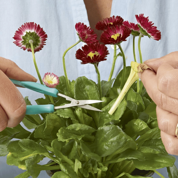 Joustokynsisakset Easi-Grip terävä kårki sopii myös kukkien leikkaamiseen,